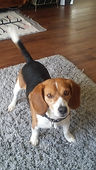 Beagle Juice