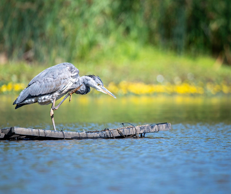 Guided Bird Watching & Nature Walk