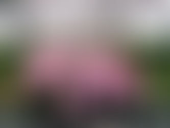 すいせんの里ボランティア ♬♬