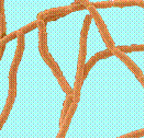 Lactobacillus acidophilus.gif