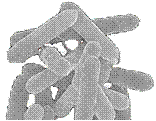 Bacillus subtilis.gif
