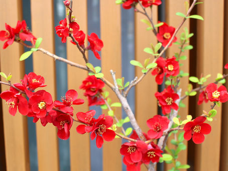 【3月21日完売御礼】