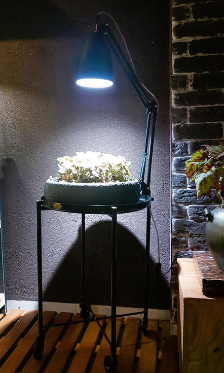 Luninária de plantas.