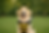 ChatGPT Image Jun 26, 2025 at 12_37_54 PM