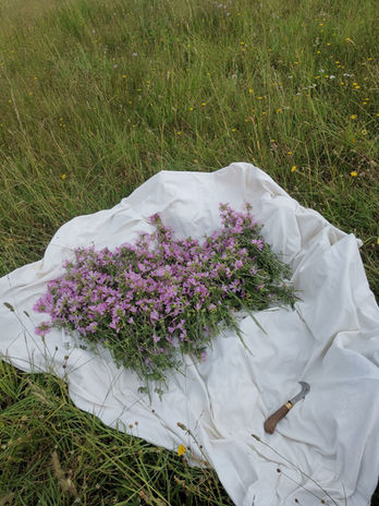 Mauve et bienfaits
