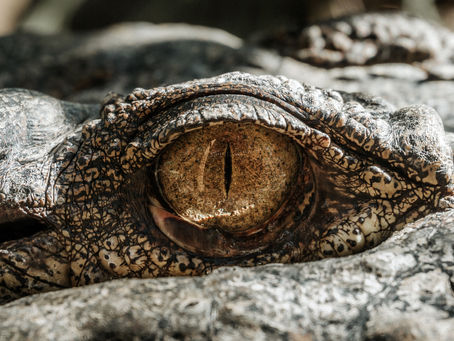 Boss-zilla: How to Not Suck as a Leader