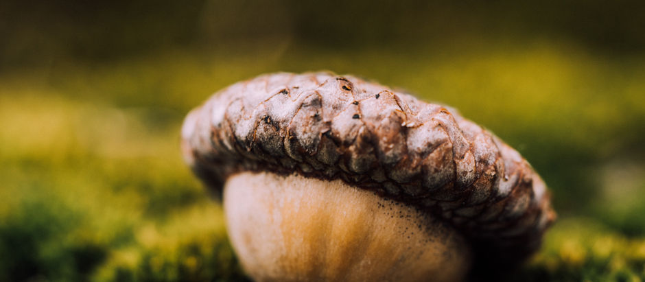 Acorns and Oak Trees