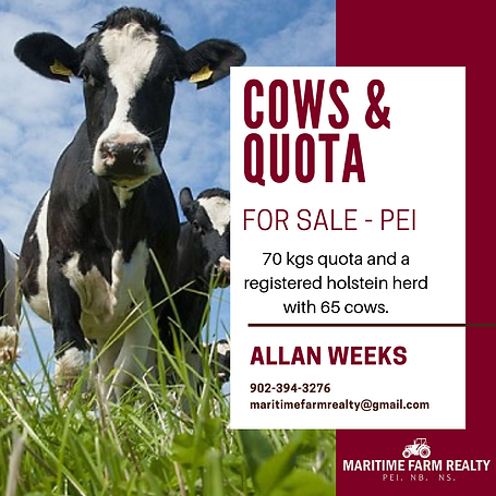 COWS & QUOTA (1).png