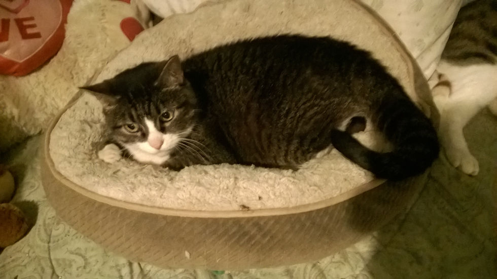 Ms. Kitty (senior)