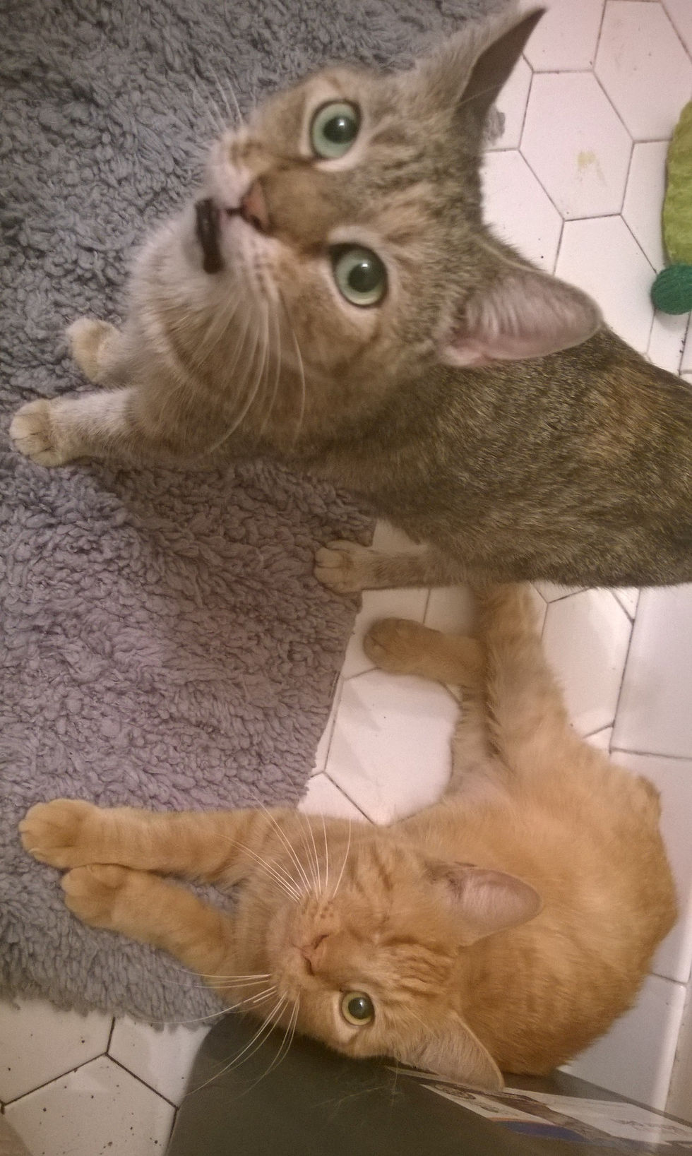 Samson & Delilah