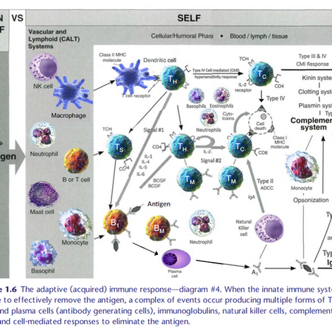 Blog #9: The adaptive (aka “acquired”) immune system: from friend to foe