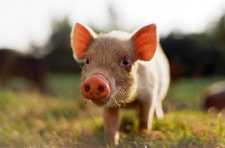 Watch out for swine fever spread