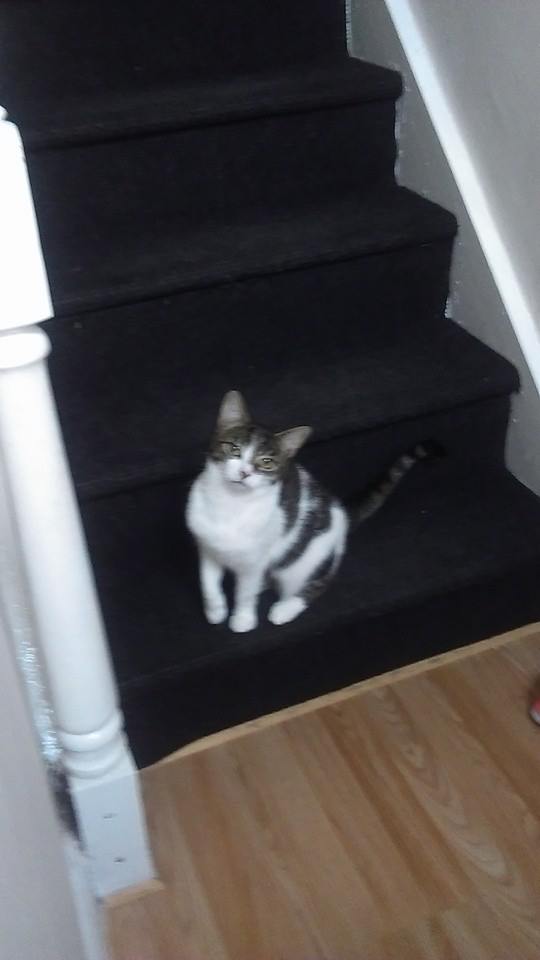 cat2.jpg