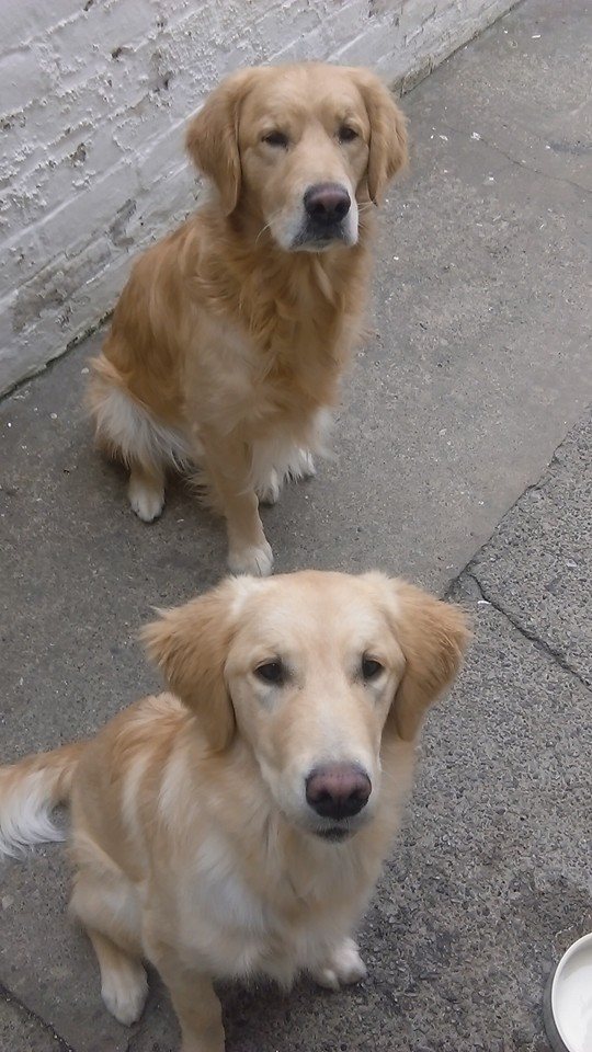 Luke & Polo (Golden Retrievers)