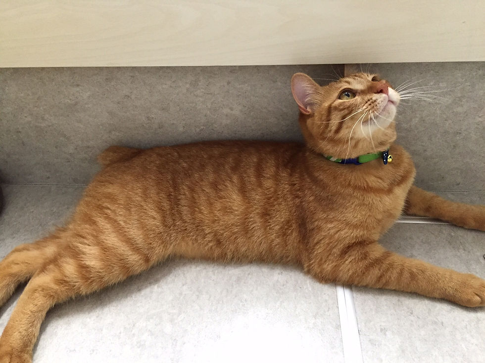 初めての首輪でも気にしな~い(^^♪