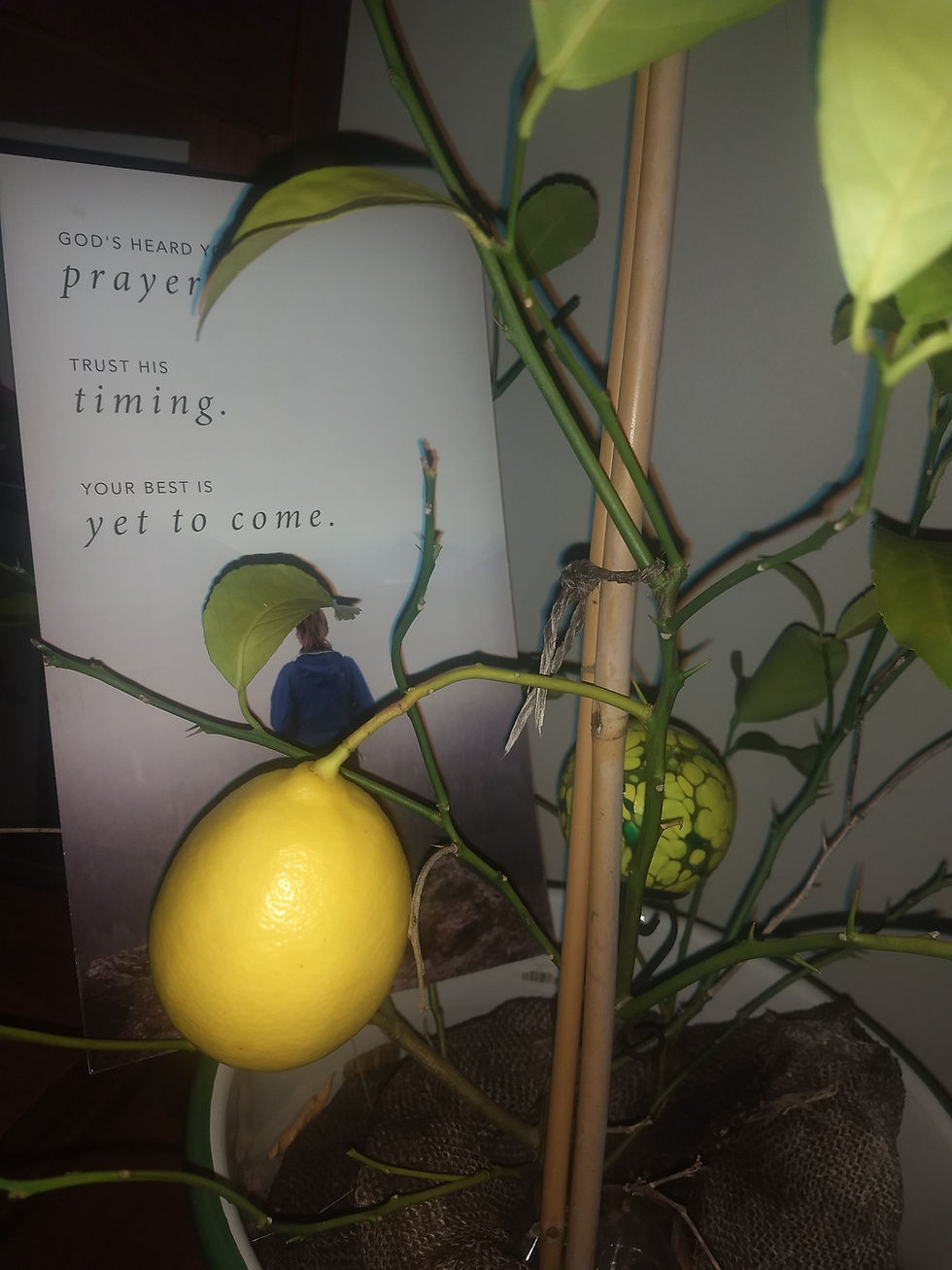The lemon tree I received at Howard's funeral produced a lemon several months after his funeral. It now lives in my Dad's greenhouse!