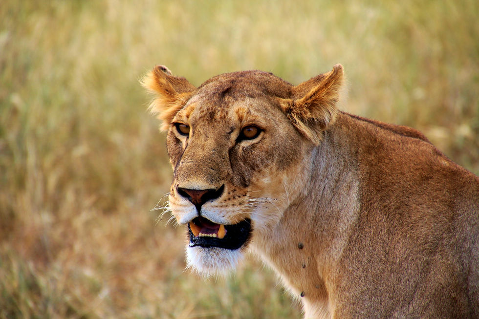 Lioness of the Serengeti