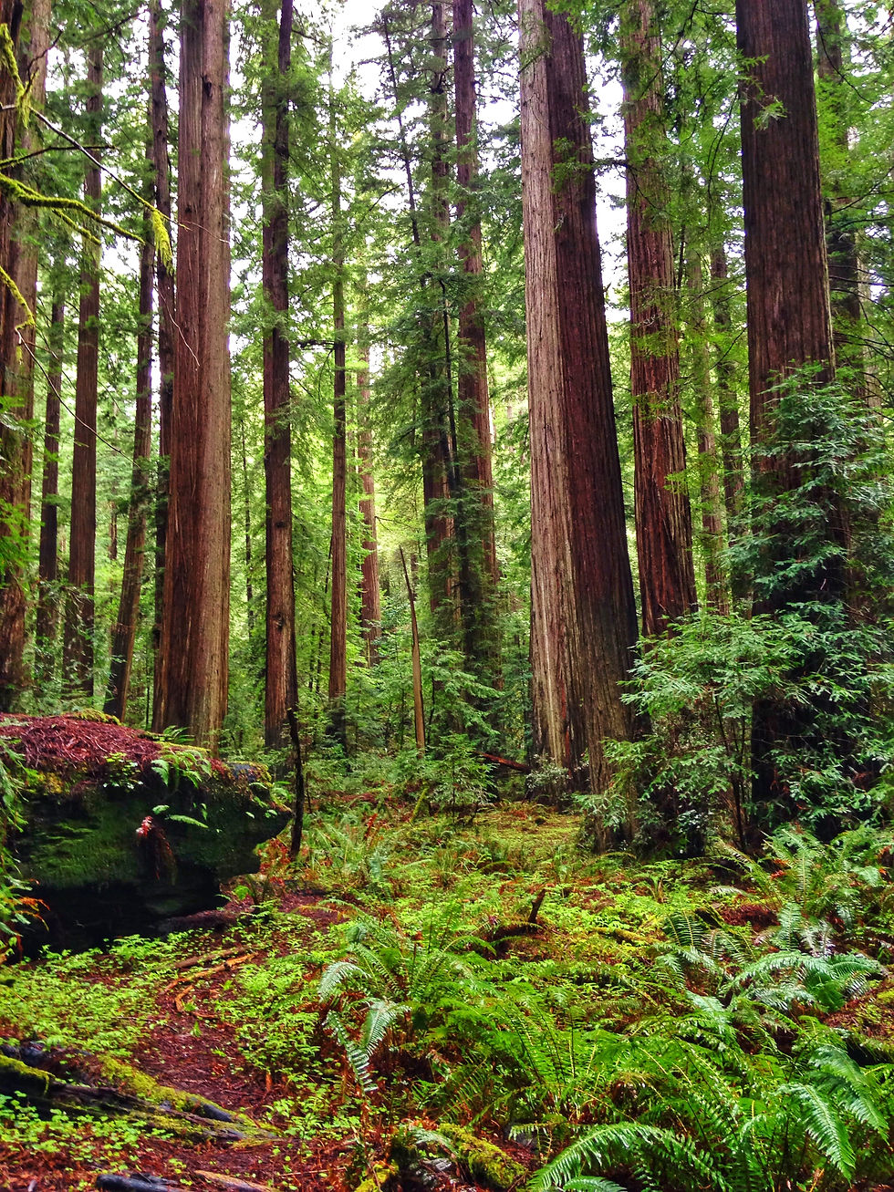 Redwoods, Humboldt County