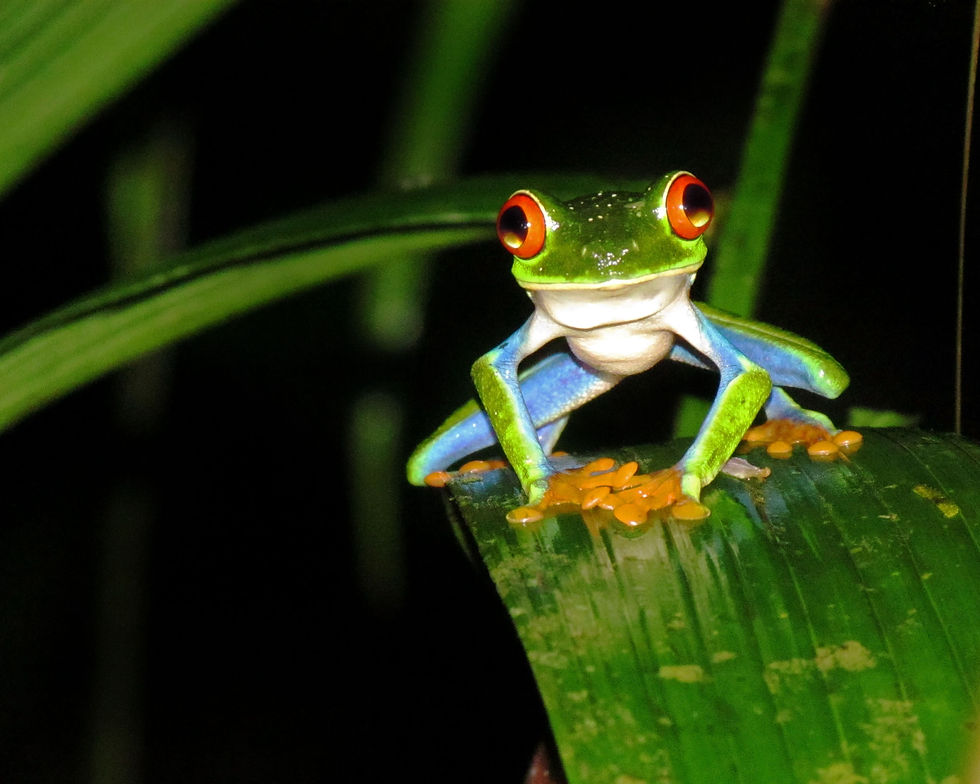 redeye tree frog