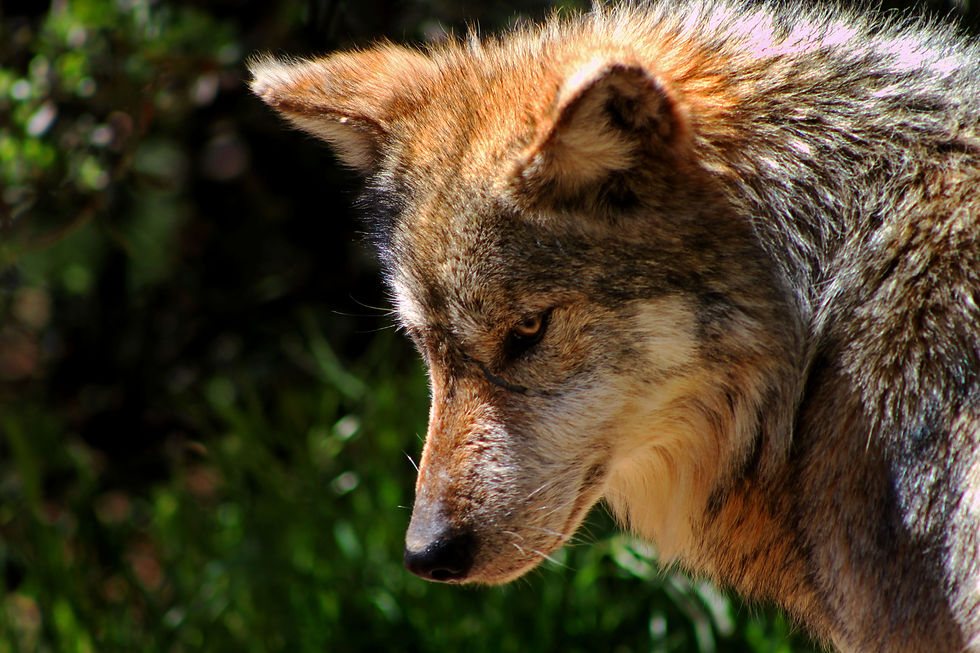 mexicanwolf