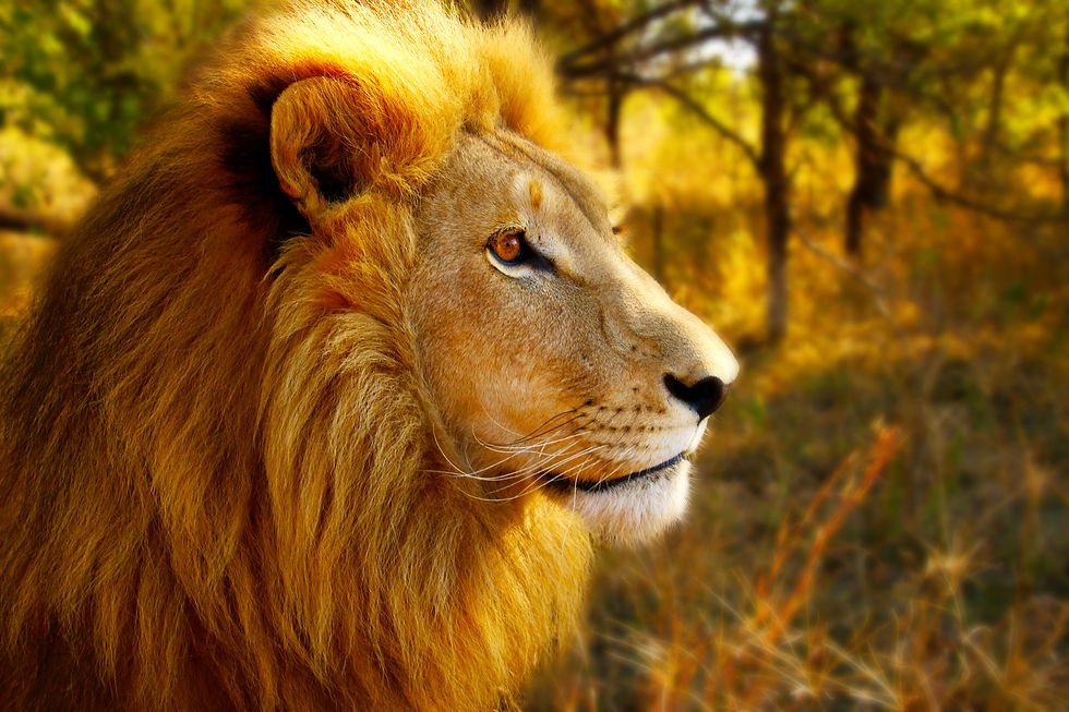 Teddy, South Africa