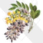 [SOLD OUT] BURLESQUE GARDEN - 08/04