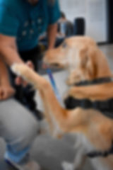 Oban the Therapy Dog