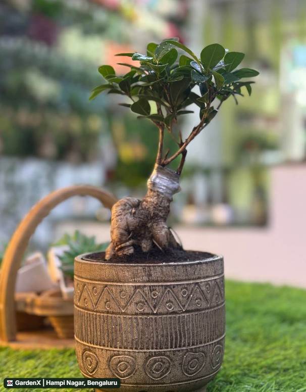 Ficus Ginseng Bonsai (ಫಿಕಸ್ ಬೋನ್ಸಾಯ್) in Hampi Nagar, Bengaluru