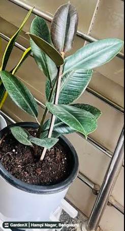 Rubber Plant (ರಬ್ಬರ್ ಗಿಡ) in Hampi Nagar, Bengaluru
