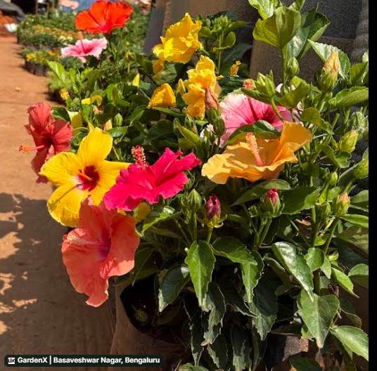 Hibiscus (ದಾಸವಾಳ) in Basaveshwar Nagar, Bengaluru
