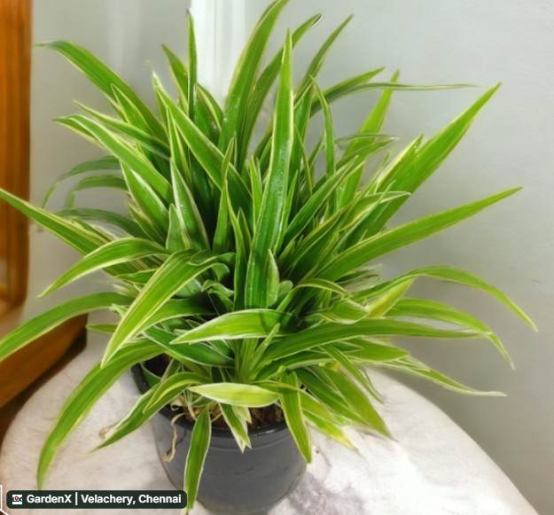 Spider Plant (ஸ்பைடர் பிளான்ட்) in Velachery, Chennai