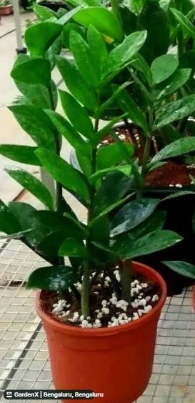 ZZ Plant (ಝಡ್‌ಝಡ್ ಪ್ಲಾಂಟ್) in Bengaluru, Hyderabad