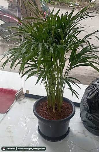 Areca Palm (ಅಡಿಕೆ ತಾಳೆ) in Hampi Nagar, Bengaluru