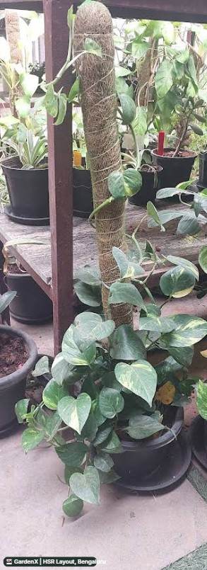 Money Plant (ಮನಿ ಪ್ಲಾಂಟ್) in Hsr Layout, Bengaluru