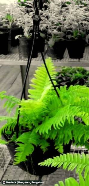 Boston Fern (ಬೋಸ್ಟನ್ ಫರ್ನ್) in Bengaluru, Hyderabad