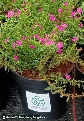 False Heather (ಕಳ್ಳಿ ಗಿಡ) in Bengaluru, Hyderabad