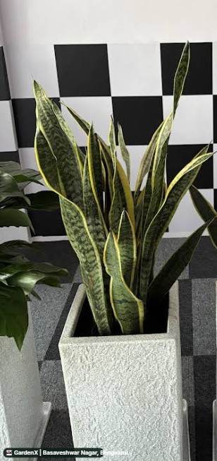 Snake Plant (ಸ್ನೇಕ್ ಪ್ಲಾಂಟ್) in Basaveshwar Nagar, Bengaluru
