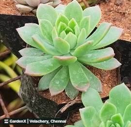 Echeveria Succulent (எச்செவேரியா) in Velachery, Chennai