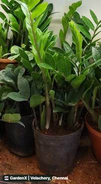 ZZ Plant (ZZ செடி) in Velachery, Chennai