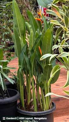 Bird of Paradise (ಪಕ್ಷಿ ಸ್ವರ್ಗ) in Hsr Layout, Bengaluru