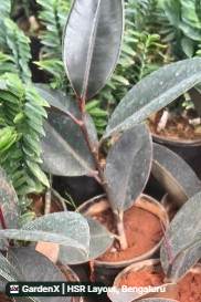 Rubber Plant (ರಬ್ಬರ್ ಗಿಡ) in Hsr Layout, Bengaluru