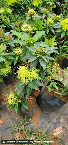 Golden Penda (ಗೋಲ್ಡನ್ ಪೆಂಡಾ) in Electronic City Phase I, Bengaluru