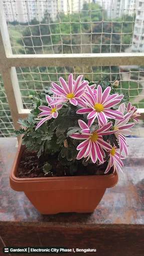 Chrysanthemum (ಚೆಂಡು ಹೂವು) in Electronic City Phase I, Bengaluru