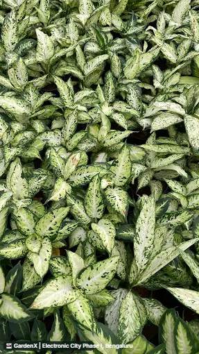 Dieffenbachia (ಡೈಫೆನ್ಬಾಕಿಯಾ) in Electronic City Phase I, Bengaluru