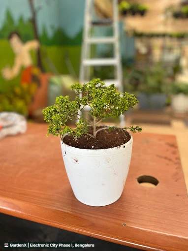 Bonsai Ficus (ಬೋನ್ಸಾಯ್ ಫಿಕಸ್) in Electronic City Phase I, Bengaluru