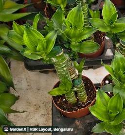Lucky Bamboo (ಲಕ್ಕಿ ಬಿದಿರು) in Hsr Layout, Bengaluru