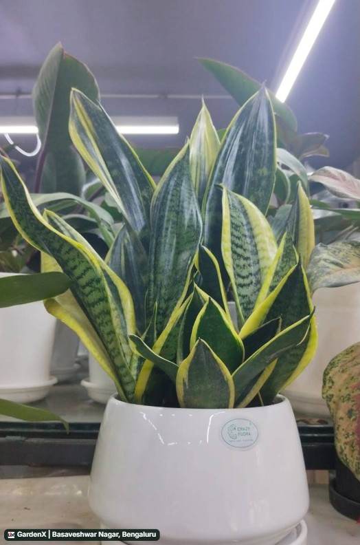 Snake Plant (ಸ್ನೇಕ್ ಪ್ಲಾಂಟ್) in Basaveshwar Nagar, Bengaluru