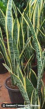 Snake Plant (பாம்பு செடி) in Velachery, Chennai