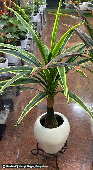 Dracaena Marginata (ಡ್ರಕೇನಾ ಮಾರ್ಜಿನಾಟಾ) in Hampi Nagar, Bengaluru