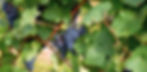 Wein©KORIDASS-49lang.jpg